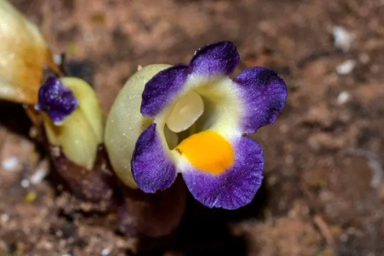 ว่านดอกสามสี ภาพจาก หอพรรณไม้ Forest Herbarium – BKF