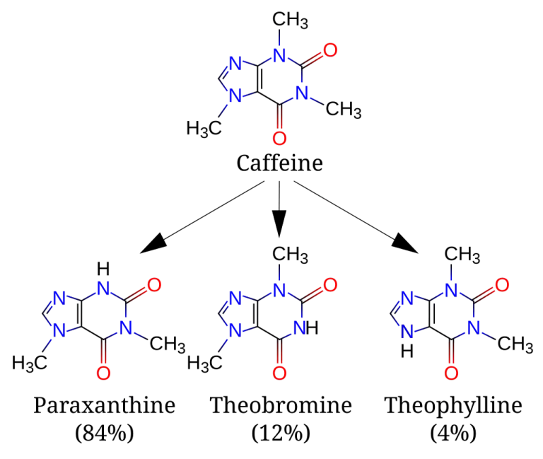 สาร Theobromine พบในช็อกโกแลต เป็นพิษต่อสุนัข