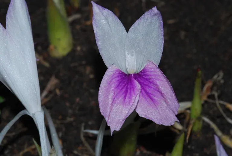 ว่านหาวนอน ภาพจาก หอพรรณไม้ Forest Herbarium &ndash; BKF, กรมอุทยานแห่งชาติ สัตว์ป่า และพันธุ์พืช