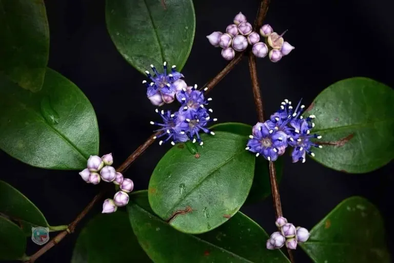 “พลอง” (Memecylon ovatum) ไม้ป่าหายาก ภาพจาก อุทยานแห่งชาติภูหินร่องกล้า