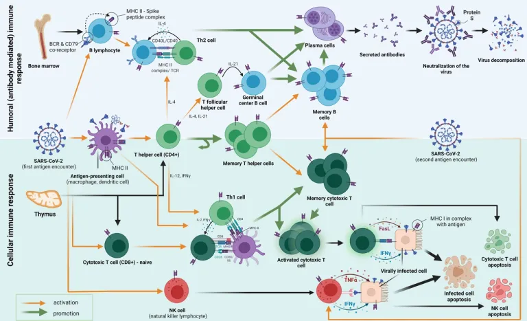 แผนผังระบบภูมิคุ้มกันแบบจำเพาะ (Adaptive Immune System) ซึ่งมี Helper T Cell เป็นหนึ่งในส่วนประกอบสำคัญ