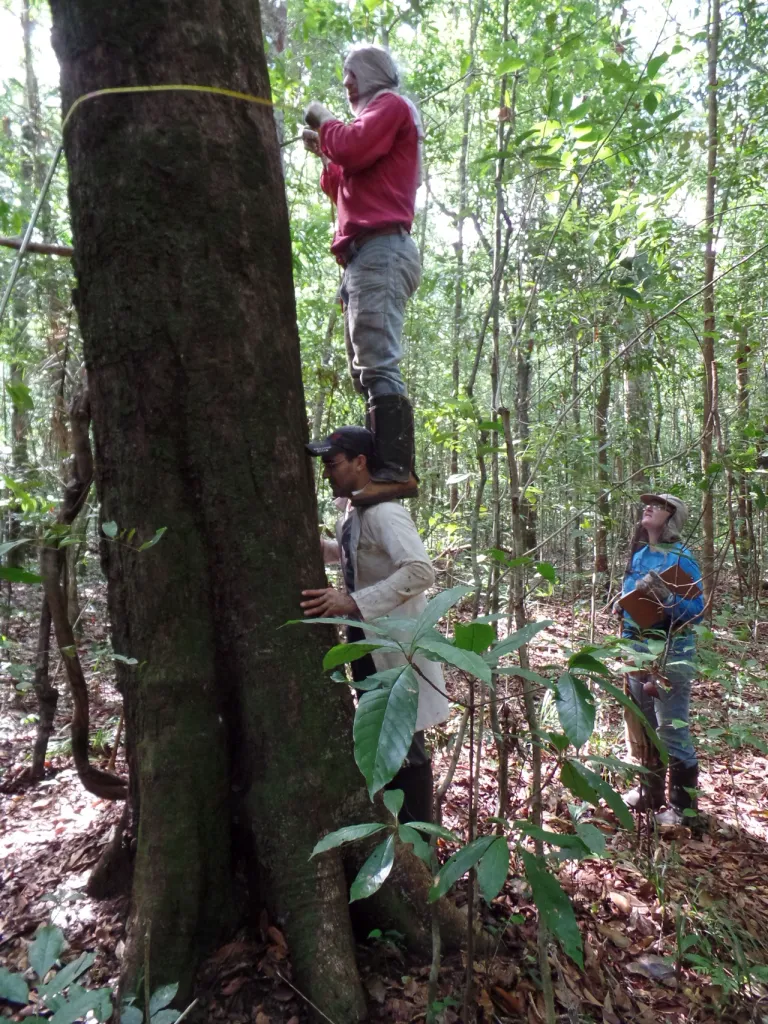 ภาพการตรวจวัดขนาดและความสูงของต้นไม้ในป่า ซึ่งต่อให้ดาวเทียม Biomass สามารถสร้างภาพสามมิติละเอียดแค่ไหน งานของนักพฤกษศาสตร์ในการรังวัดต้นไม้ก็คืองานที่สำคัญมากขึ้นมากกว่าเดิมอยู่ดี ภาพจาก ESA