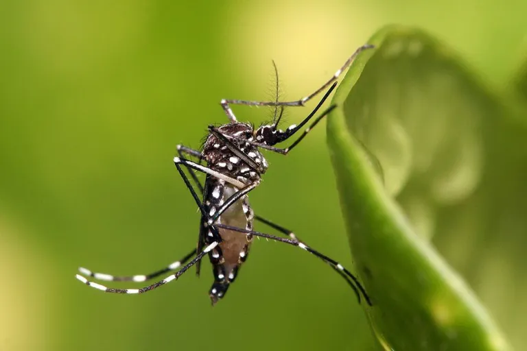 Aedes aegypti ซึ่งเป็นหนึ่งในยุงลายที่เป็นพาหะน้ำโรคไข้เลือดออก