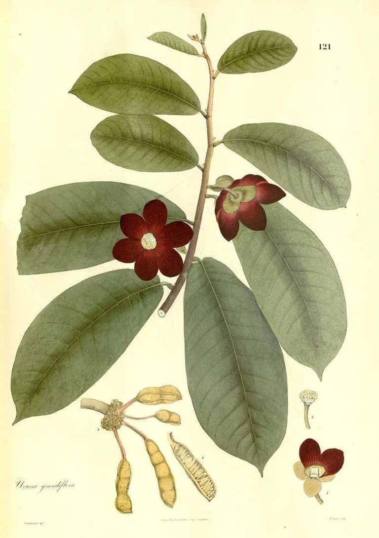 ภาพวาดพฤกษศาสตร์ของ Uvaria grandiflora วาดโดย Gorachand ในปี ค.ศ. 1831 และตีพิมพ์ครั้งแรกในหนังสือ Plantae Asiaticae Rariores เล่มที่ 2 แผ่นที่ 121 โดย Nathaniel Wallich ได้รับการอนุรักษ์โดยสวนพฤกษศาสตร์มิสซูรี