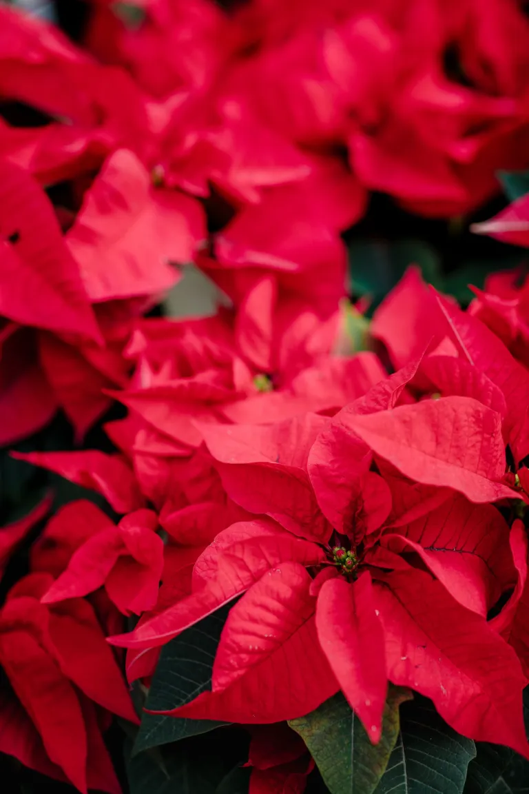 ต้นคริสต์มาส หรือต้น Poinsettia (พอยน์เซตเทีย)