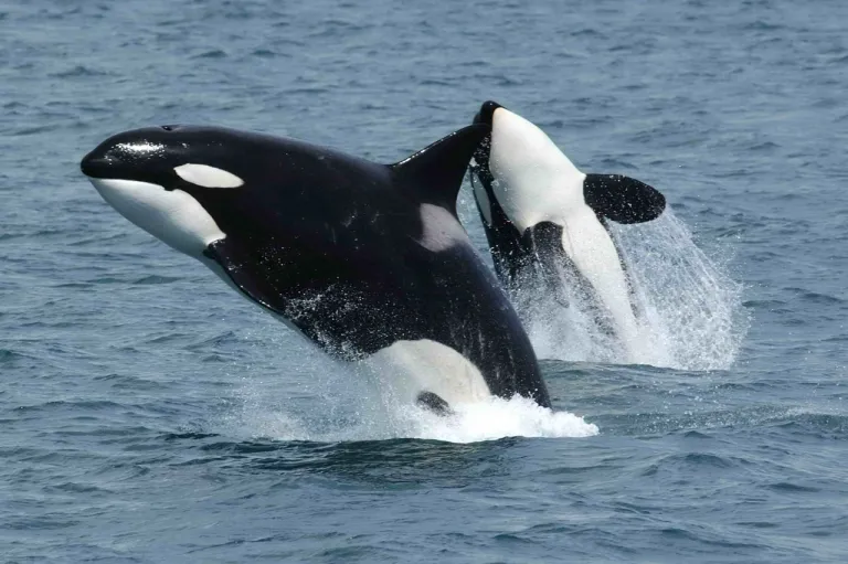 ภาพของวาฬเพชฌฆาต (ออร์กา) ขณะกำลังกระโดด ภาพจาก NOAA
