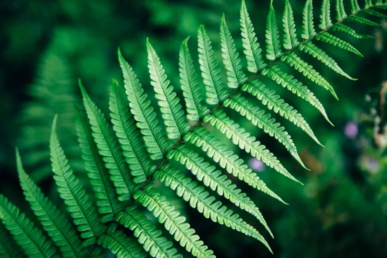fern
