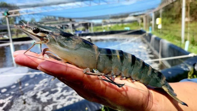 พ่อแม่พันธุ์กุ้งกุลาดำพันธุ์ใหม่ที่พัฒนาโดยไบโอเทค สวทช. ปลอดโรค โตไว ขนาดใหญ่