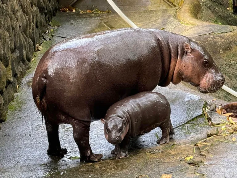 หมูเด้ง” (Moo Deng) และแม่ ฮิปโปแคระ (Pygmy Hippopotamus) ภาพจาก สวนสัตว์เปิดเขาเขียว Khao Kheow Open Zoo