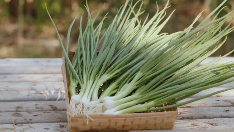 ต้นหอม Spring Onion