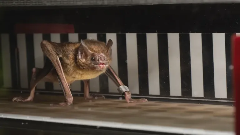 vampire bat ค้างคาวแวมไพร์ ภาพจาก Price Sewell
