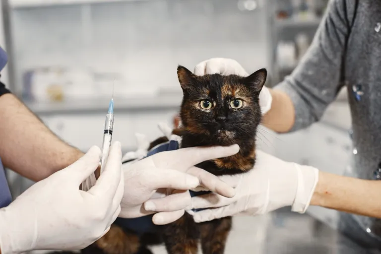 brown-pussy-after-surgery-injection-animal-vet-mittens-with-injection