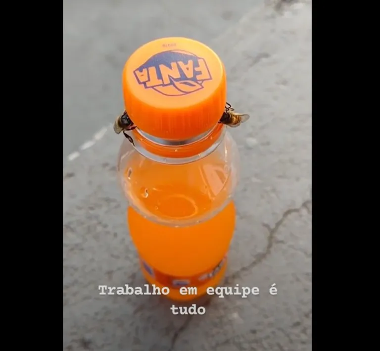 ผึ้ง 2 ตัว เปิดฝาน้ำอัดลมเพื่อเอาน้ำหวานกลับรัง ภาพจาก ViralHog