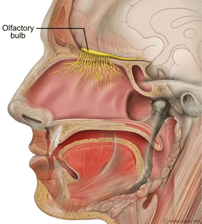 Cribriform Plate เป็นแผ่นกระดูกที่กันระหว่าง Olfactory Bulb ในสมองและเส้นประสาทรับกลิ่นในจมูก