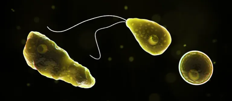 ภาพของ Naegleria fowleri ในรูปแบบต่าง ๆ