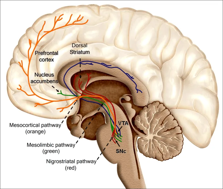 Recolored_Overview_of_reward_structures_in_the_human_brain