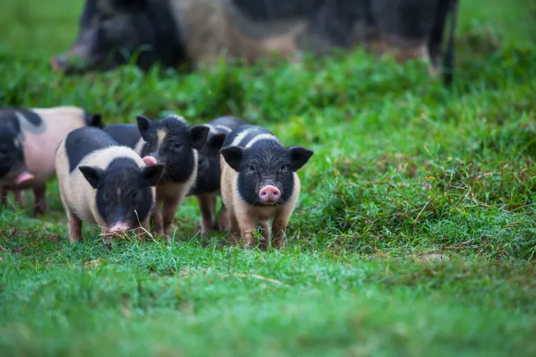 ประกาศเตือน ! “อหิวาต์แอฟริกาในสุกร” ระบาดใน สปป.ลาว