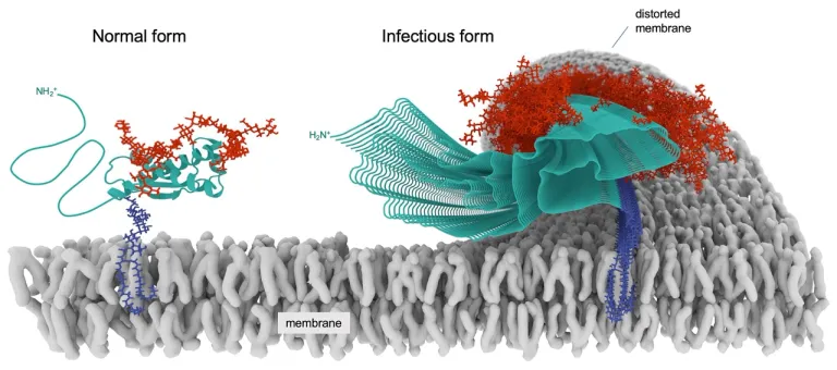 โปรตีน Prion อาจนำไปสู่การเกาะกลุ่มรวมตัวกันของโปรตีนที่ม้วนพับผิดปกติ