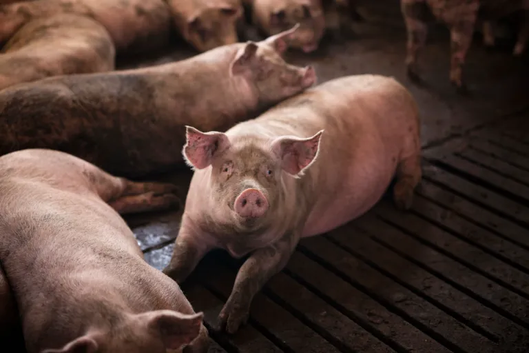 ประกาศเตือน ! “อหิวาต์แอฟริกาในสุกร” ระบาดใน สปป.ลาว