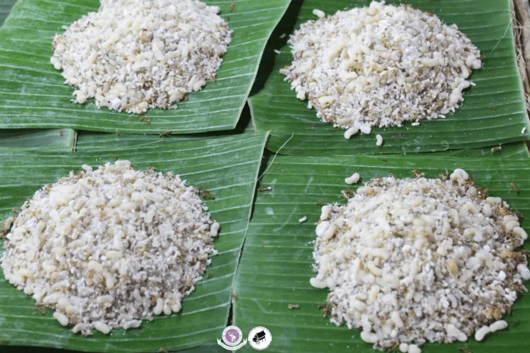 ไข่มดแดง ภาพจาก มหาวิทยาลัยเชียงใหม่
