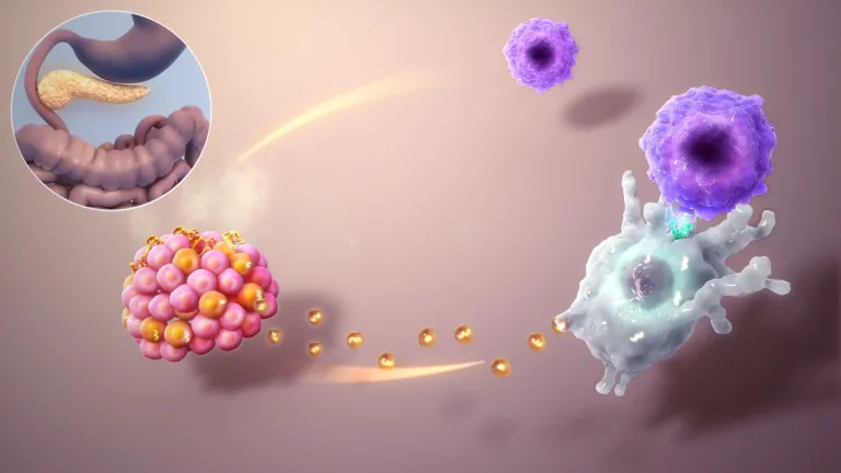 ในโรคเบาหวานชนิดที่ 1 นั้น ระบบภูมิคุ้มกันอาจเป็นต้นเหตุ จากการทำลาย Beta Cells ในตับอ่อนซึ่งมีหน้าที่ผลิต Insulin