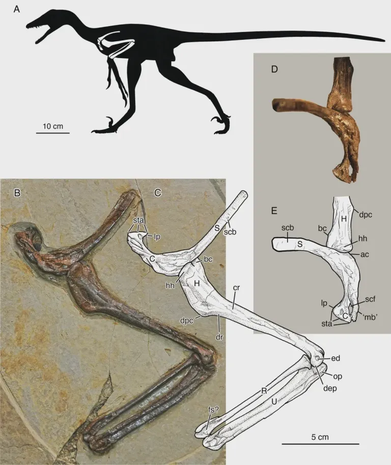 ภาพฟอสซิล Jian changmaensis ภาพจาก Zhou et al