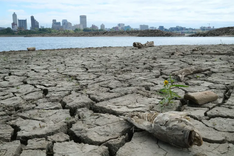 ความแห้งแล้งของแม่น้ำมิสซิสซิปปี้ ภาพจาก ULYSSE BELLIER / AFP