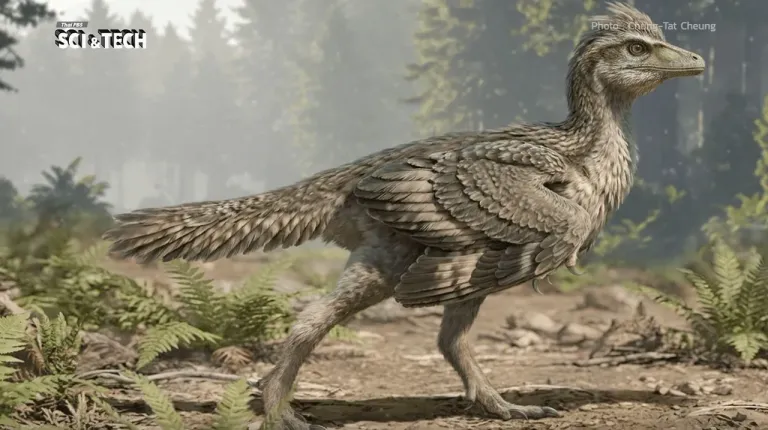 ภาพจำลองโครงสร้างใหม่ของ Zhengheornis buyu ภาพจาก Chung-Tat Cheung