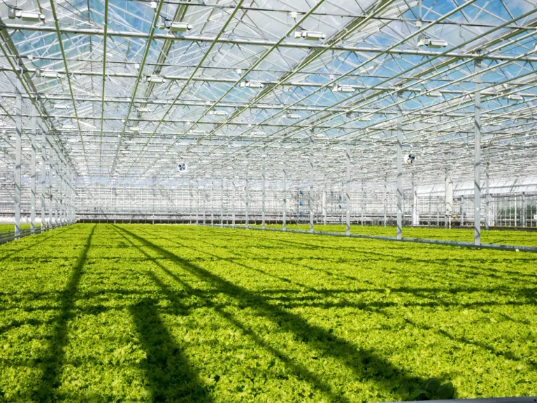การเกษตรกรรมในประเทศเนเธอร์แลนด์ : ที่มาภาพ Dutch Greenhouse Delta