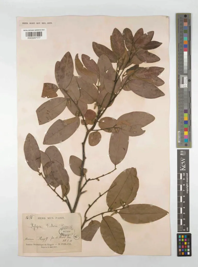 กล้วยน้อย ภาพจาก powo.science.kew