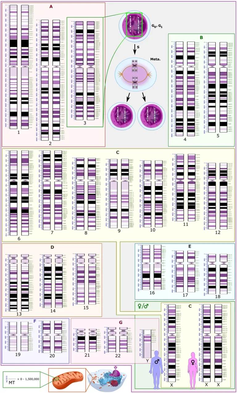 Human Genome Project ได้รวบรวมและจัดเรียงรหัสพันธุกรรมของมนุษย์ได้แถบจะครบถ้วนทั้งชุดในปี 2003 ปัจจุบัน นักวิทยาศาสตร์นับไม่ถ้วนใช้ข้อมูลที่ได้จากโครงการนี้ในการศึกษากลไกทางพันธุกรรมของมนุษย์