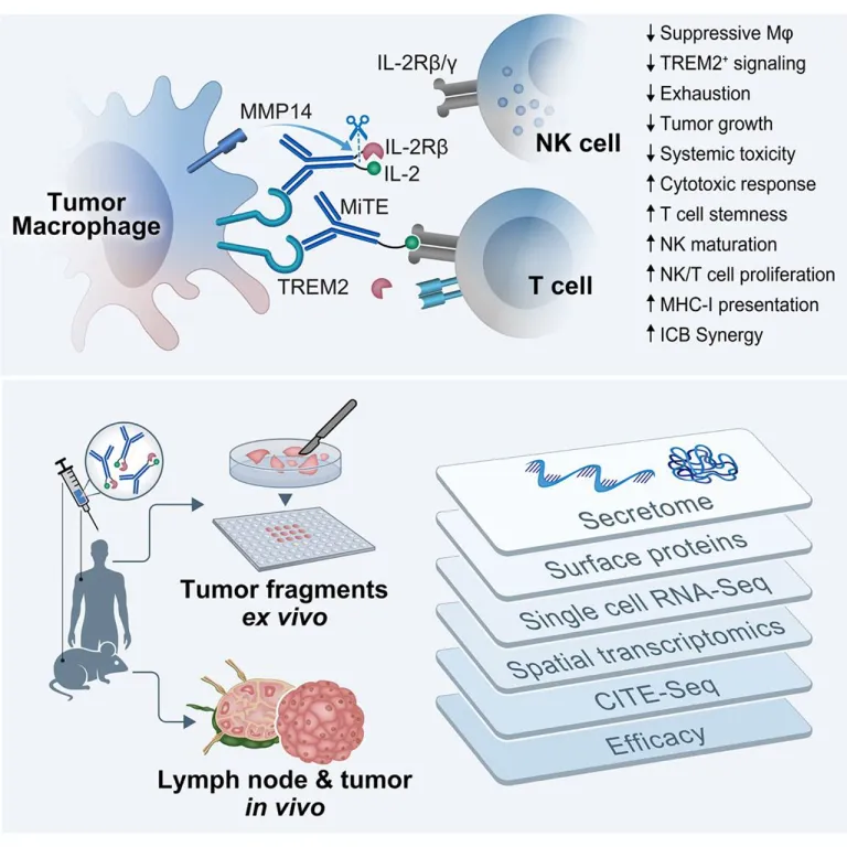 พัฒนา Antibody ใหม่ ช่วยภูมิคุ้มกันต่อสู้ “มะเร็ง” มีประสิทธิภาพมากขึ้น ภาพจาก วารสารเซลล์ (Cell)