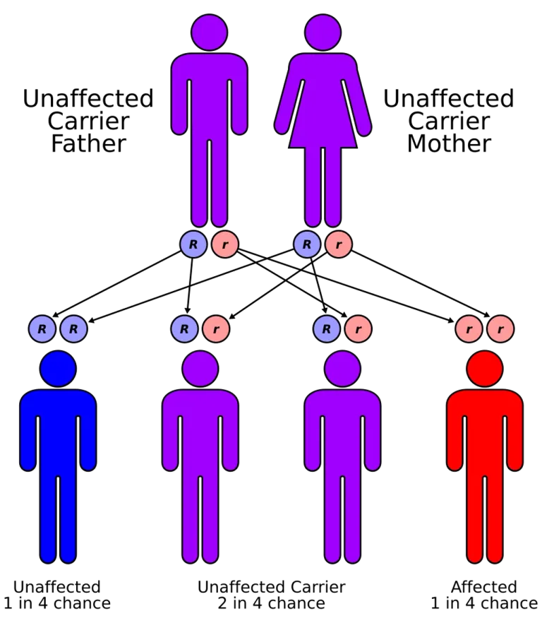 โรค CF ถ่ายถอดผ่านพันธุกรรมแบบ Autosomal Recessive หรือผ่านยีนด้อย โดยจะเกิดโรคเมื่อผู้ป่วยมียีนด้อย 2 ยีน หากมีเพียงยีนเดียวจะเป็นพาหะโรค