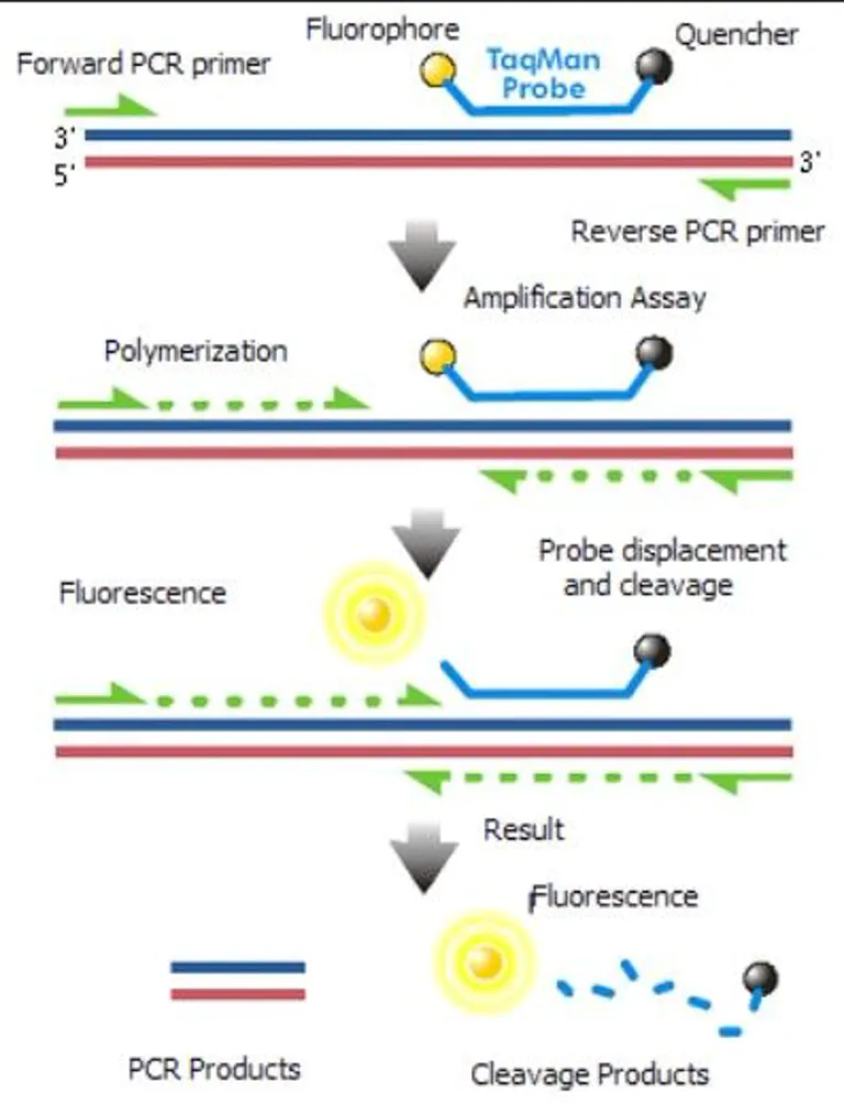 Realtime RT-PCR ใช้ Fluorophore ซึ่งจะจับเข้ากับ DNA ใด ๆ ในตัวอย่างเพื่อใช้วัดปริมาณของสารพันธุกรรมในตัวอย่าง