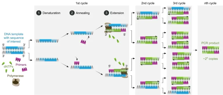 Polymerase Chain Reaction หรือ PCR เป็นเทคโนโลยีในการขยายปริมาณสารพันธุกรรทในตัวอย่าง