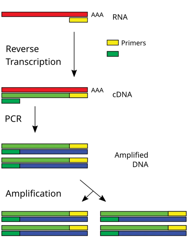 การทำ Reverse Transcription นั้นใช้แปลง RNA กลับเป็น DNA ซึ่งในที่นี้มักเรียกว่า cDNA