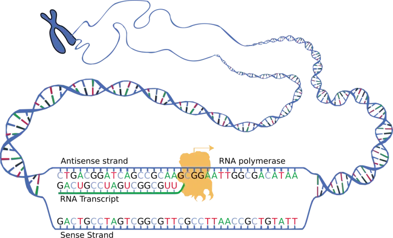 DNA และ RNA เป็นกลไกพื้นฐานในพันธุกรรมมนุษย์