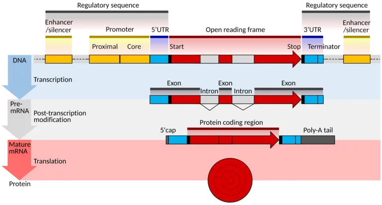 การแปลง DNA เป็นโปรตีนที่สามารถใช้งานได้ในร่างกายอาศัยกลไกการสร้าง Messenger RNA หรือ mRNA
