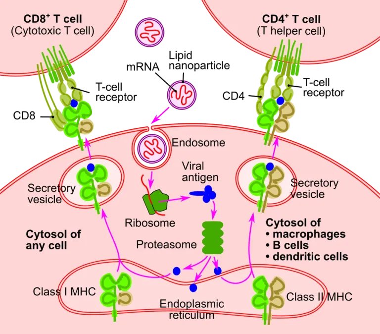 วัคซีน mRNA อาศัยกลไกตามธรรมชาติของเซลล์ในการสร้างชิ้นส่วนจำลองของไวรัสขึ้นมาเพื่อกระตุ้นภูมิคุ้มกัน