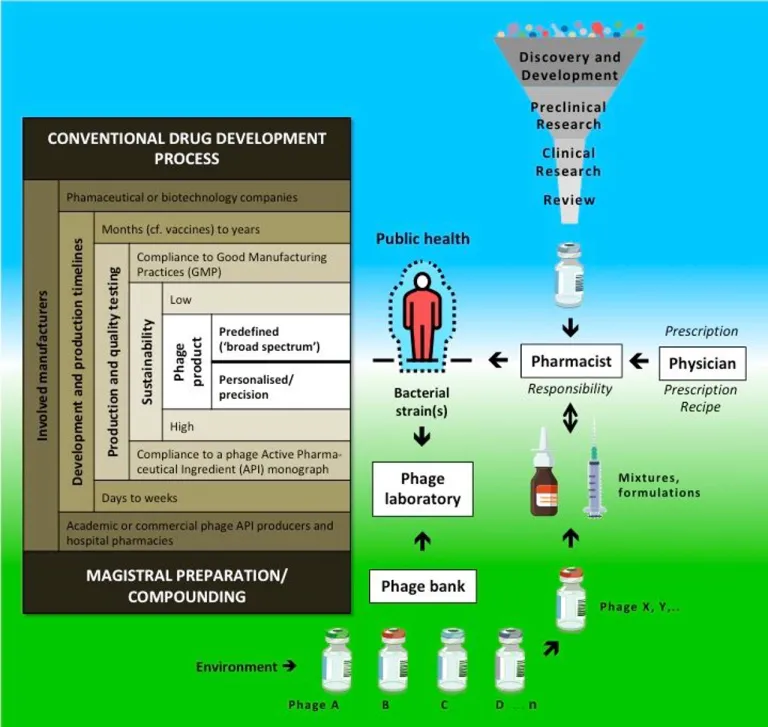 ในอนาคต Phage Therapy อาจเป็นหนึ่งในทางเลือกการรักษาการติดเชื้อแบคทีเรียที่ดื้อยาปฏิชีวนะได้