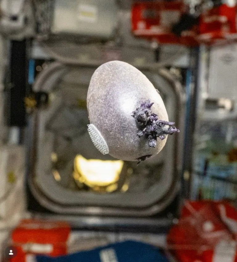 มันฝรั่งอวกาศ ภาพจาก astro_pettit