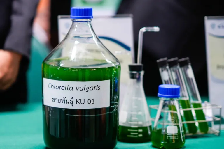 “Chlorella vulgaris KU-01” จุลสาหร่ายสายพันธุ์ไทย ภาพจาก Yodchanan Wongsawat