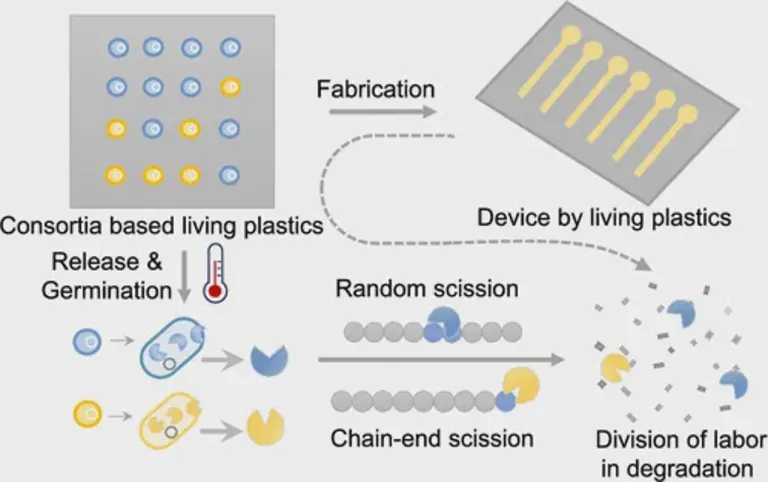 พลาสติกมีชีวิต ย่อยสลายได้ไม่ทิ้งเศษไมโครพลาสติก ใน 6 วัน ภาพจาก ACS Applied Polymer Materials