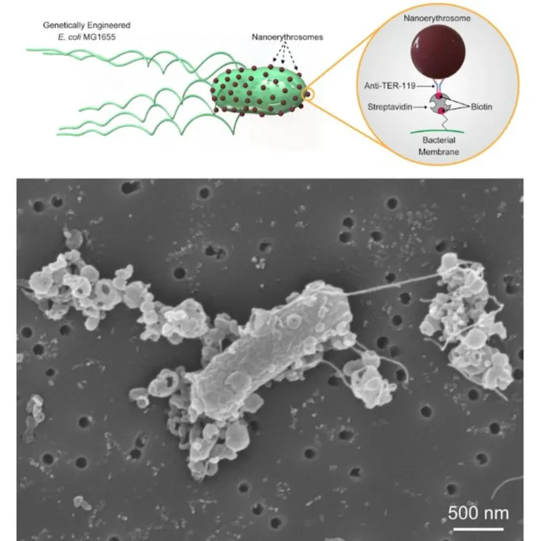 biohybrid bacterial microswimmers : Max Planck Institute for Intelligent Systems