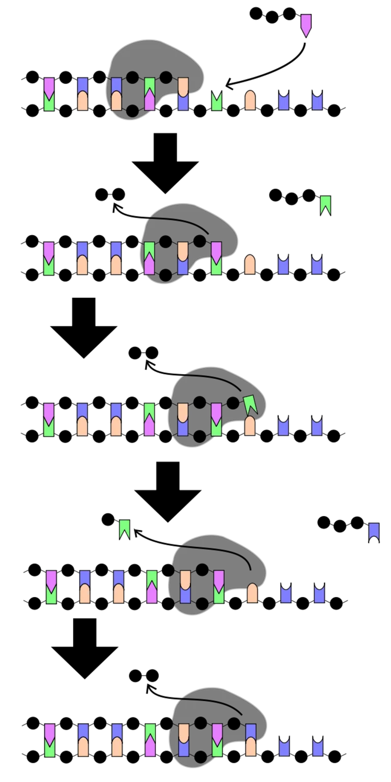 DNA Polymerase ทำหน้าที่คัดลอกรหัสพันธุกรรมในร่างกายสิ่งมีชีวิต เช่น มนุษย์