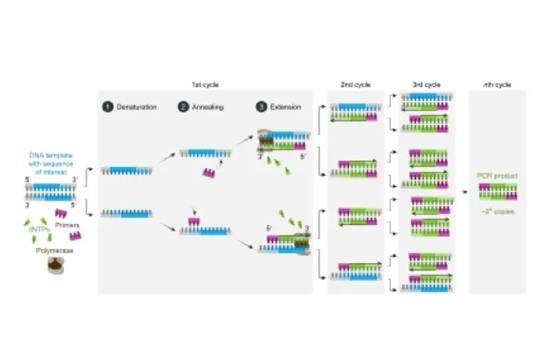 การทำ PCR ซ้ำหลาย ๆ รอบนั้นทำให้เราสามารถขยายจำนวนของ DNA ได้มหาศาล ระดับพันล้านฉบับ