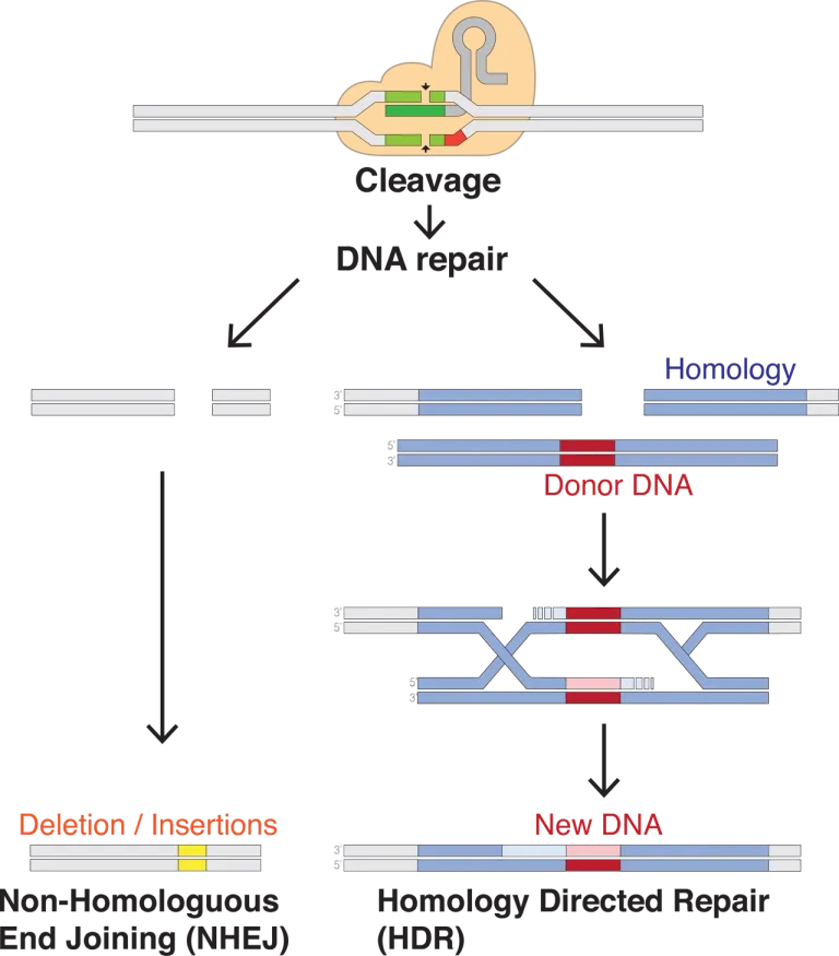 หลังจากการตัดยีนโดย CRISPR-Cas9 เราสามารถใช้แม่แบบ DNA ที่ถูกต้องในการนำทางให้เซลล์ซ่อม DNA ตามแม่แบบของเราได้ หากไม่ซ่อม เซลล์ร่างกายก็จะพยายามซ่อมแบบสุ่ม ทำให้ยีนอายสูญเสียการทำงานได้ เป็นประโยชน์ในกรณีที่ต้องการ