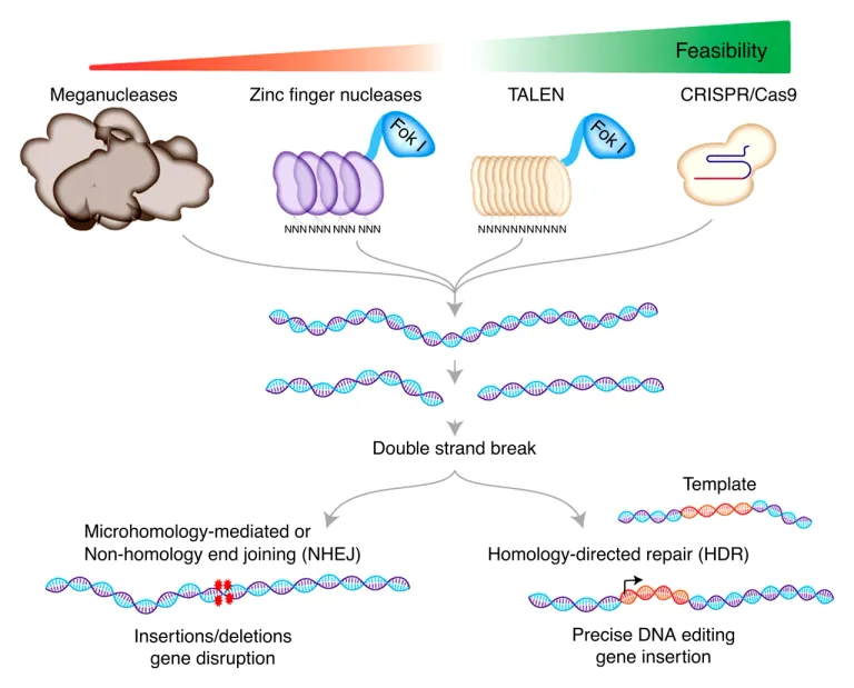 MEGANUCLEASE-ZFN-TALEN-CRISPR-text-to-path