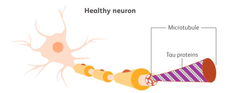 โปรตีนเทา Cr.Bristol-Myers Squibb Company