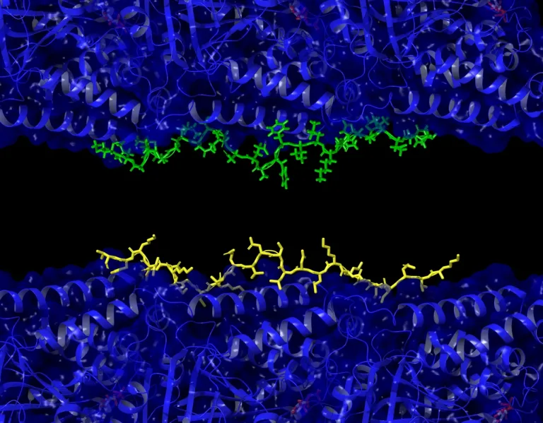 งานวิจัย Microtubules in blue, tau represented in green, and a-beta in yellow. Ryan Julian:UCR